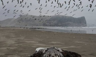 ବାର୍ଡ ଫ୍ଲୁରେ ୫୮୫ ସିଲ୍‌ ମୃତ…