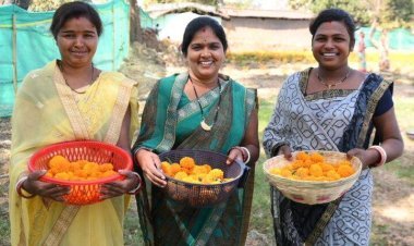 ମିଶନ ଶକ୍ତିର ମା’ମାନଙ୍କୁ ରୋଜଗାରର ନୂଆ ରାସ୍ତା ଦେଖାଇଛି ‘ଗେଣ୍ଡୁ ଫୁଲ ଚାଷ’