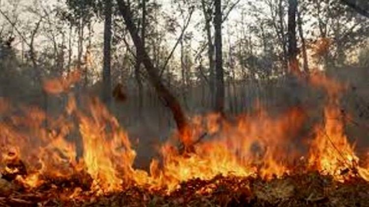 ଗ୍ରୀଷ୍ମରୁତୁ ନଆସୁଣୁ ଜଳୁଛି ଜଙ୍ଗଲ:  ଉଦଳା ଓ କୁଲଡିହା ଜଙ୍ଗଲରେ ଭୟାବହ ଅଗ୍ନିକାଣ୍ଡ