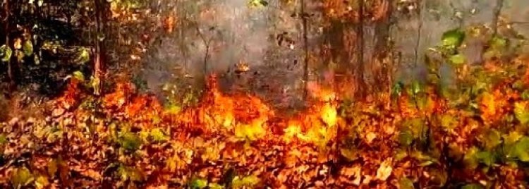 ଗ୍ରୀଷ୍ମରୁତୁ ନଆସୁଣୁ ଜଳୁଛି ଜଙ୍ଗଲ:  ଉଦଳା ଓ କୁଲଡିହା ଜଙ୍ଗଲରେ ଭୟାବହ ଅଗ୍ନିକାଣ୍ଡ
