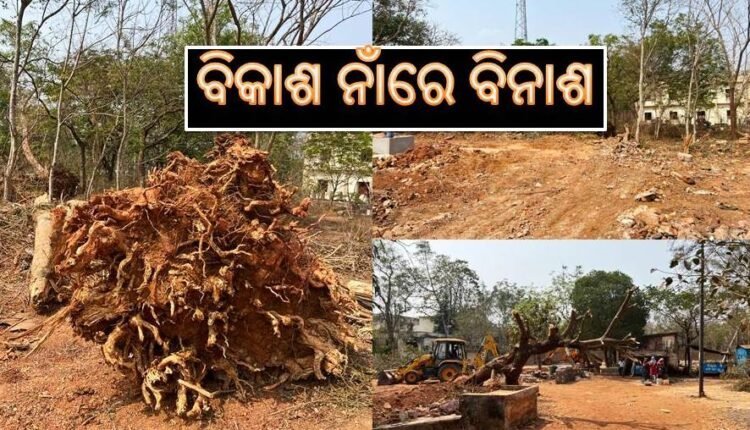 ବିକାଶ ନାଁରେ ବିନାଶ- ଉତ୍କଳ ବିଶ୍ୱବିଦ୍ୟାଳୟରେ ନିର୍ମାଣ ନାଁରେ କଟାଯାଉଛି ବହୁ ପୁରଣା ବିଶାଳକାୟ ଗଛ, ବୁଦ୍ଧିଜୀବୀ ମହଲରେ ତୀବ୍ର ପ୍ରତିକ୍ରିୟା