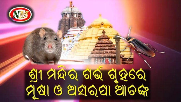 ଗର୍ଭ ଗୃହରେ ଉତ୍ପାତ କରୁଛନ୍ତି ମୂଷା-ଅସରପା ! ଚିନ୍ତା ରେ ସେବାୟତ , ଶ୍ରଦ୍ଧାଳୁ ଙ୍କ ଉଦବେଗ