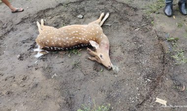 ପୁଣି ମିଳିଲା ହରିଣ ର ମୃତଦେହ , ମୃତ୍ୟୁ ର କାରଣ ନେଇ ସନ୍ଦେହ