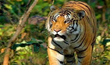 ମୋହନାରେ ବାଘ ଆତଙ୍କ