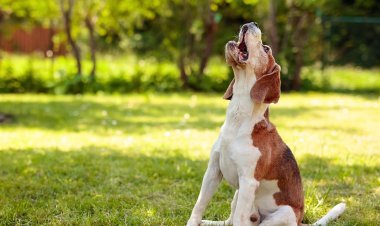 କୁକୁର କାମୁଡ଼ିଲେ ମାଲିକଙ୍କୁ ପଡ଼ିବ ଫାଇନ୍‌