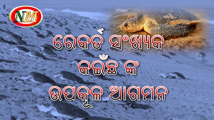 ୧୧.୬୪ ଲକ୍ଷ ଅଲିଭ୍ ରିଡଲେ ଆସିଲେ ଗହୀରମଥା