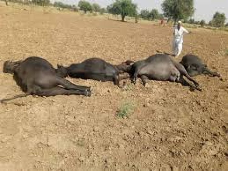 ବିଦ୍ୟୁତ୍ ତାର ସଂସ୍ପର୍ଶରେ ଆସି ଚାଲିଗଲା ୬ ମଇଁଷିଙ୍କ ଜୀବନ