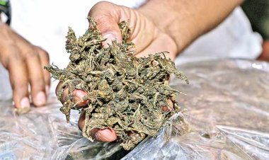 ୫୦ ଲକ୍ଷ ଟଙ୍କାର ଗଂଜେଇ ଜବତ