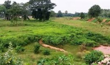 ପୋଡୁଚାଷ ପାଇଁ ଜଙ୍ଗଲ କଟା ଆରମ୍ଭ