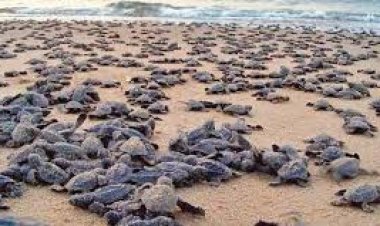 ସମୁଦ୍ର ମୁହାଁ କୋଟି କୋଟି କଇଁଛ ଛୁଆ