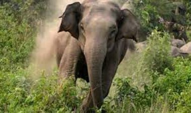 ହାତୀ ଆକ୍ରମଣରେ ଜଣେ ଆହତ