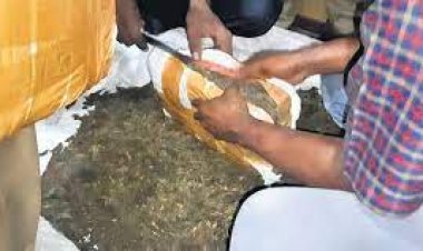 ୪୨ କିଲୋଗ୍ରାମ ଗଞ୍ଜେଇ ଜବତ : ୨ ଗିରଫ