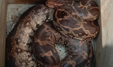 ଘର ସମ୍ମୁଖରୁ ୮ଫୁଟର ଅଜଗର ସାପ ଉଦ୍ଧାର