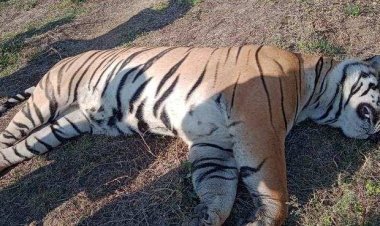 କୁନୋରେ ଥମୁନି ଚିତା ମଡ଼କ