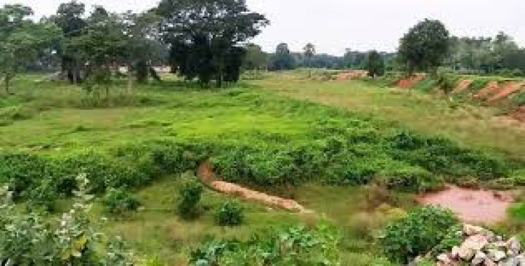 ପୋଡୁଚାଷ ପାଇଁ ଜଙ୍ଗଲ କଟା ଆରମ୍ଭ