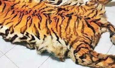 ବାଘ ଛାଲ ଜବତ, ୩ ଗିରଫ