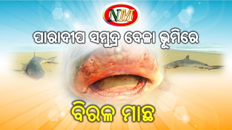 ପାରାଦୀପ ସମୁଦ୍ର ବେଳା ଭୂମିରେ ବିରଳ ମାଛ