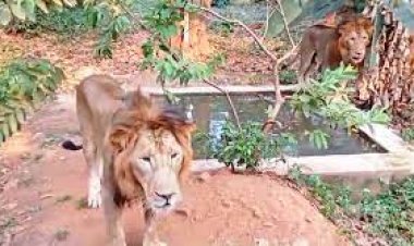 ନନ୍ଦନକାନନ ପ୍ରାଣୀ ଉଦ୍ୟାନରେ ଫସିଲା ସଫାରୀ ବସ୍‌