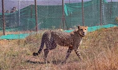 ପୁଣି ଏକ ଚିତାର ମୃତ୍ୟୁ, ଚାରି ମାସରେ ଅଷ୍ଟମ