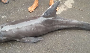 ପାରାଦୀପ ମାଛଧରା ବନ୍ଦର ରେ ଆଖି ଆଗରେ ଡଲଫିନ୍ ର ମୃତ୍ୟୁ