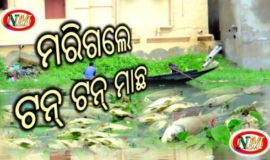 ମରିଗଲେ ସବୁ ମାଛ, ହତାଶ ମତ୍ସ୍ୟଜୀବି