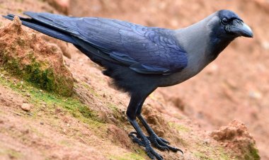 ଶ୍ରାବଣ ମାସରେ କେଉଁସବୁ ପକ୍ଷୀ ଘରକୁ ଆସିଲେ ଶୁଭ ହୋଇଥାଏ