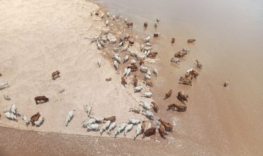 ମରଣ ମୁଖରୁ ବଞ୍ଚିଲେ ଶତାଧିକ ଗାଈ ଗୋରୁ