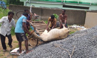ଗୋରୁ ବୋଝେଇ ଗାଡ଼ିକୁ ଜବତ କରିଛି ତିଗିରିଆ ପୋଲିସ୍