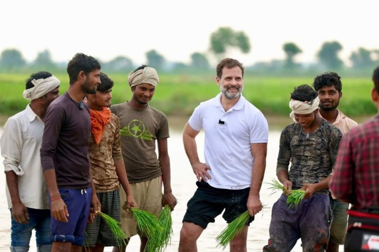 ବିଲରେ ଧାନ ରୋଇଲେ ରାହୁଲ ଗାନ୍ଧୀ