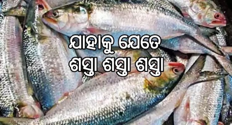 ଲଘୁଚାପ ବର୍ଷା ଯୋଗୁଁ ଶସ୍ତା ହେଲା ଇଲିସି