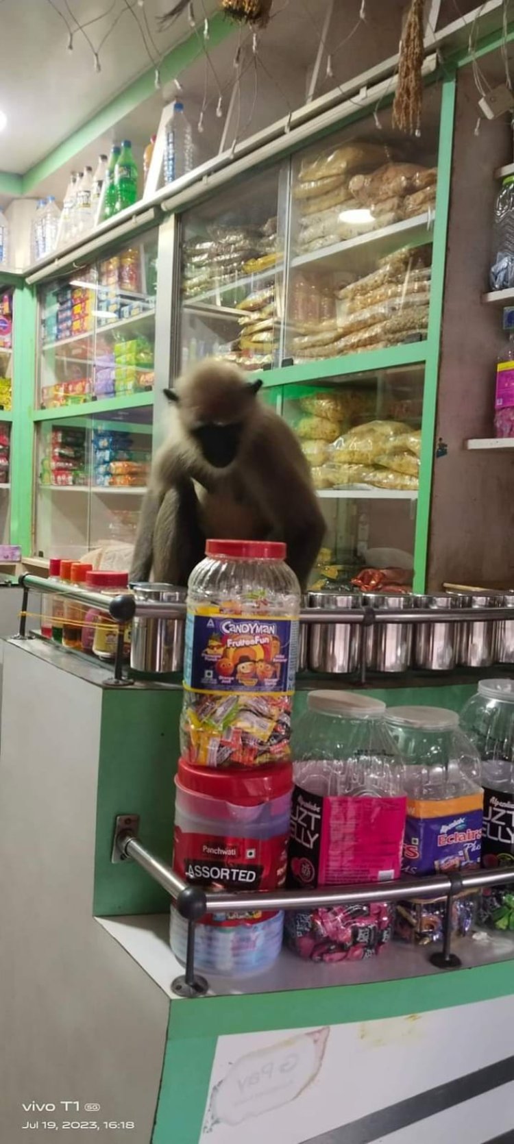 ଭୁବନ ରେ ହନୁ ମାଙ୍କଡ ଙ୍କ ଉତ୍ପାତ