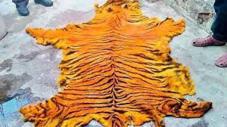ଜବତ ହେଲା ୪ ବାଘ ଛାଲ: ୩ ଗିରଫ
