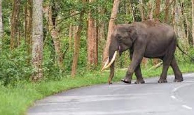 ମହିଳାଙ୍କୁ ଦଳିଦେଲା ଦନ୍ତା