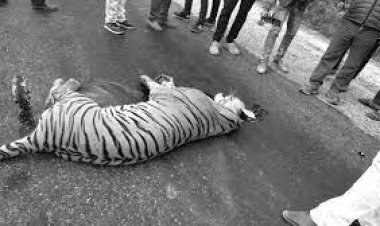 ଅଜଣା ଗାଡ଼ି ଧକ୍କାରେ କଲରାପତରିଆ ବାଘ ମୃତ୍ୟୁ