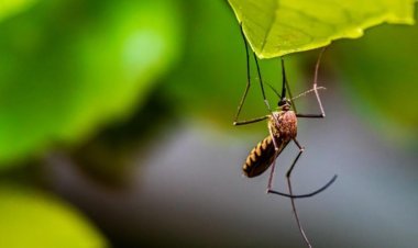 ଘରୁ ମଶା ବାହାରିଲେ ବିଏମ୍‌ସି କରିବ ଫାଇନ