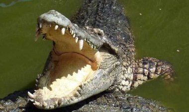 ବାଡ଼ି ପଛରେ ବଉଳା କୁମ୍ଭୀର, ଉଦ୍ଧାର କଲା ବନବିଭାଗ