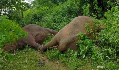 ସଙ୍କଟରେ ଗଜରାଜ