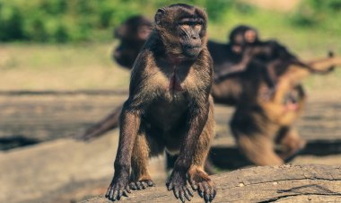 ରାଜଧାନୀରେ ଉତ୍ପାତ କରୁଛି ହନୁମାଙ୍କଡ଼