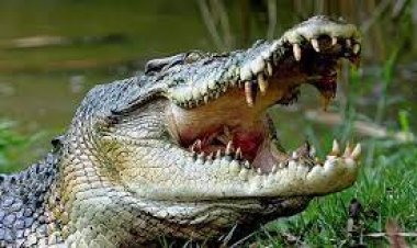 ମାଛ ଜାଲରେ ପଡିଲା କୁମ୍ଭୀର