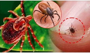 ସ୍କ୍ରବ ଟାଇଫସ୍, ସୁନ୍ଦରଗଡ଼ରେ ପୁଣି ୨୦ ଚିହ୍ନଟ