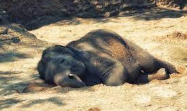 ହାତୀ ଛୁଆର ମୃତଦେହ ଉଦ୍ଧାର