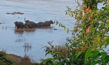 ମଝି ନଦୀରେ ଫସିଛନ୍ତି ୧୨ ଟିକିଆ ହାତୀପଲ,ହଠାତ୍‌ ମାଡ଼ି ଆସିଲା ପାଣି