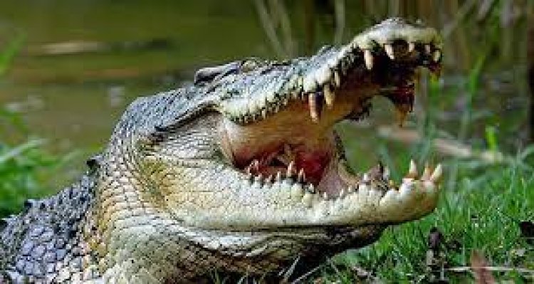 ମାଛ ଜାଲରେ ପଡିଲା କୁମ୍ଭୀର