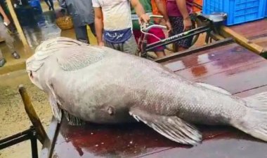 ଜାଲରେ ପଡିଲା ୧୧୦ କେଜିର ବିଶାଳକାୟ ଭୋଲା ମାଛ