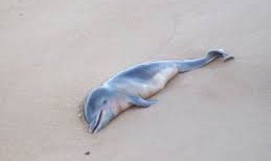 ଚିଲିକାରୁ ଏକ ମୃତ ଡଲଫିନ ଉଦ୍ଧାର