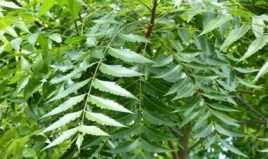 ସ୍ତନ କର୍କଟକୁ ମୂଳପୋଛ କରିବ ନିମ୍ବପତ୍ର