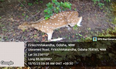 ଜଟାଧାର ଜଙ୍ଗଲ ଅଞ୍ଚଳରେ ମୃତ ହରିଣ ଠାବ