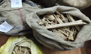 ଚନ୍ଦନ କାଠ ମାଫିଆ ଗିରଫ