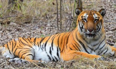 ଆଜିଠୁ ଶିମିଳିପାଳରେ ବାଘ ଗଣନା