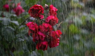 24 ଘଣ୍ଟାରେ ଏହି ଜିଲ୍ଲାରେ ହେବ ବର୍ଷା